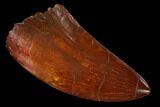 Serrated, Carcharodontosaurus Tooth - Gorgeous Tooth #159352-1
